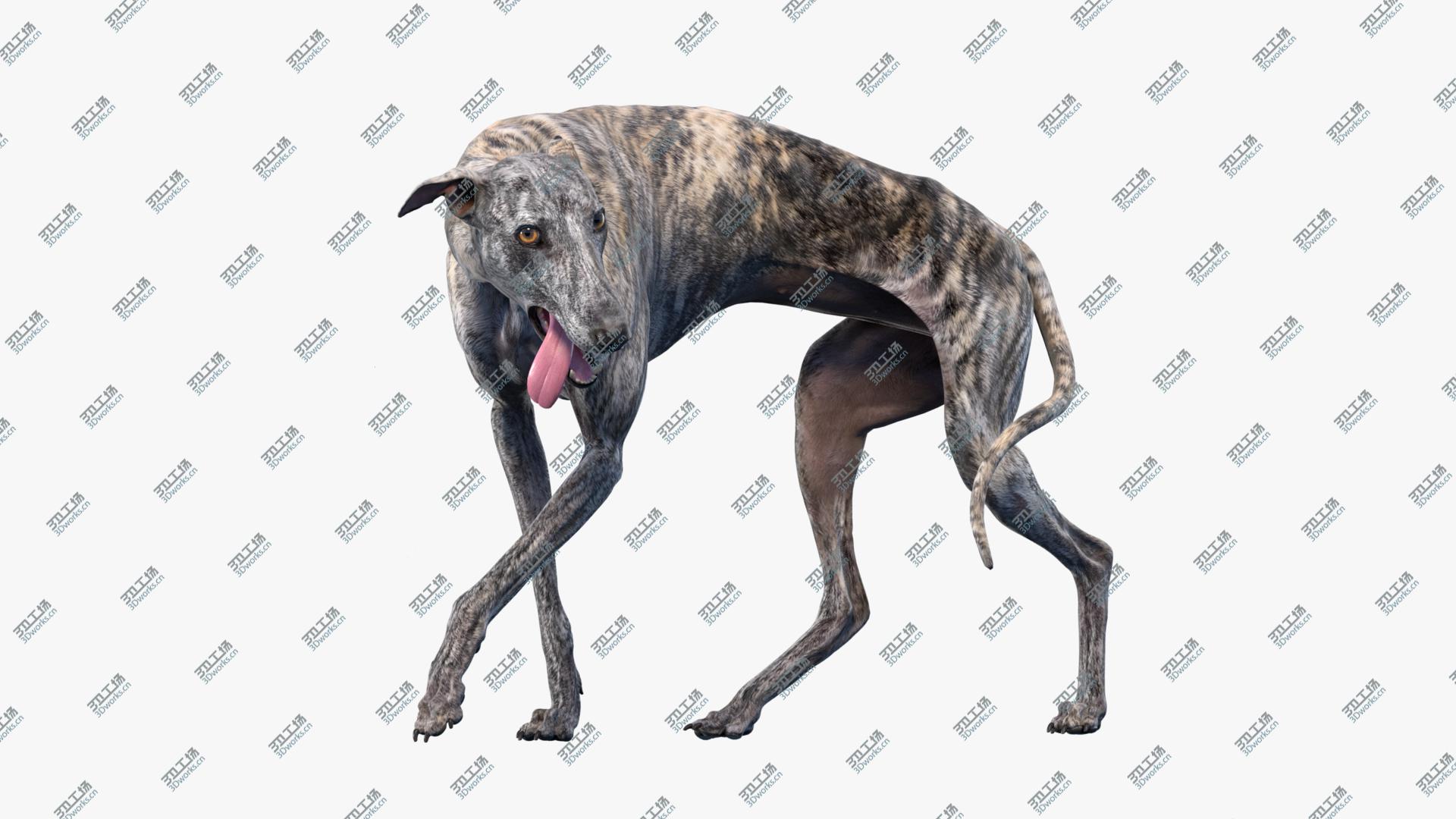 images/goods_img/202105074/3D Greyhound (2) (Rigged) model/2.jpg